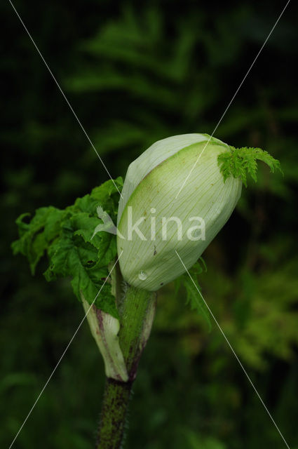 Giant Hogweed (Heracleum mantegazzianum)