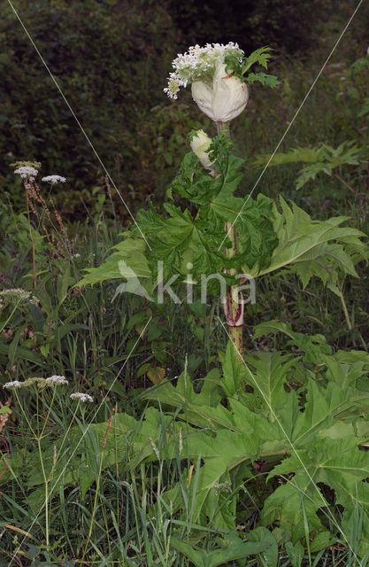 Giant Hogweed (Heracleum mantegazzianum)