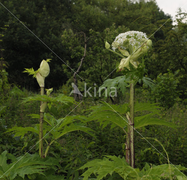 Giant Hogweed (Heracleum mantegazzianum)