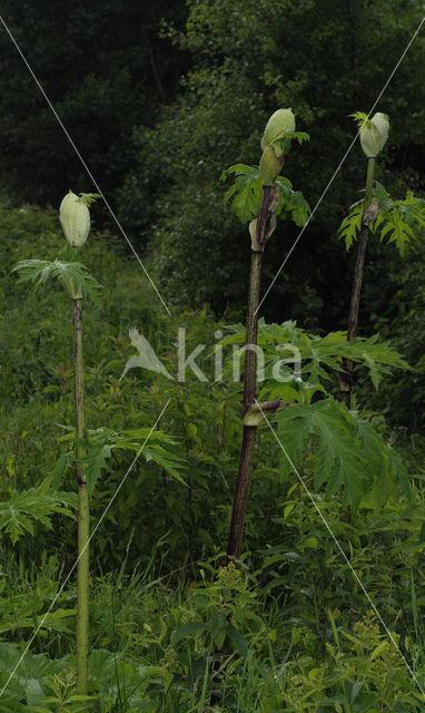 Giant Hogweed (Heracleum mantegazzianum)