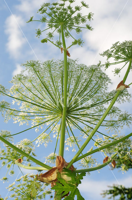 Giant Hogweed (Heracleum mantegazzianum)