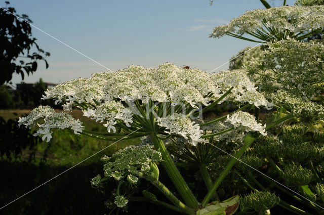 Giant Hogweed (Heracleum mantegazzianum)