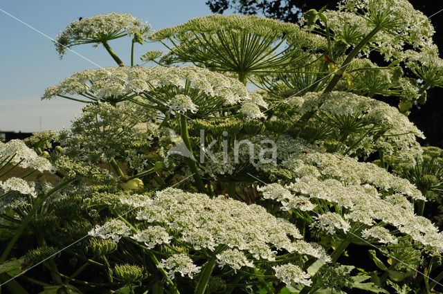 Giant Hogweed (Heracleum mantegazzianum)