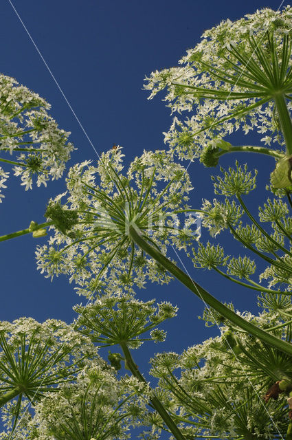 Giant Hogweed (Heracleum mantegazzianum)