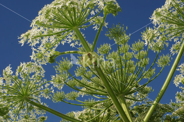 Giant Hogweed (Heracleum mantegazzianum)