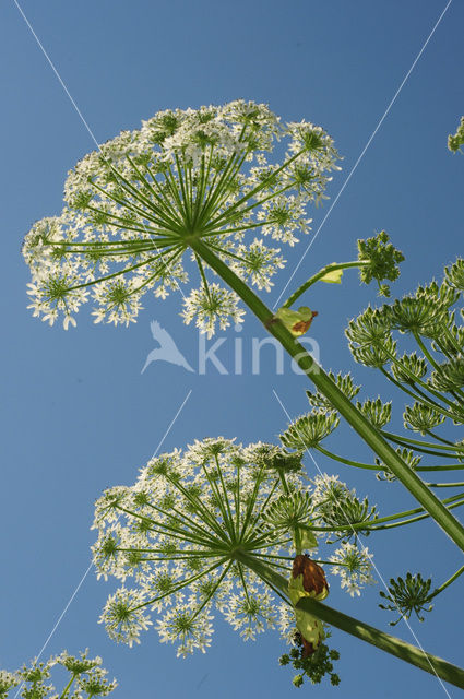 Giant Hogweed (Heracleum mantegazzianum)