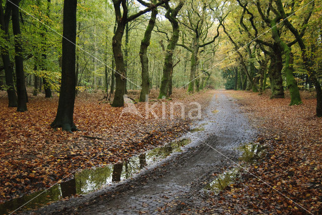 Beuk (Fagus sylvatica)