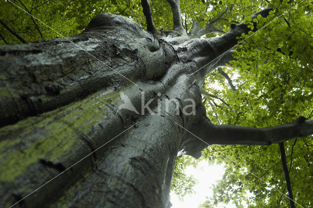 Beech (Fagus sylvatica)