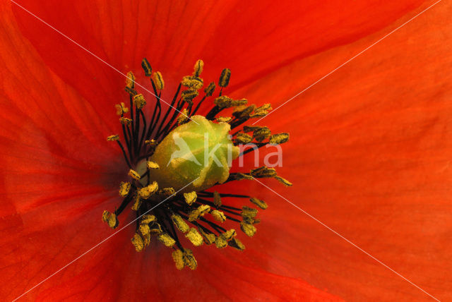 Bleke klaproos (Papaver dubium)