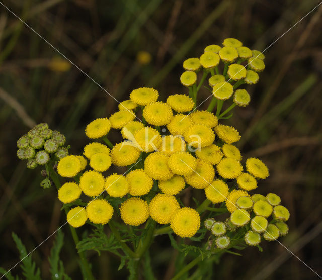 Tansy (Tanacetum vulgare)