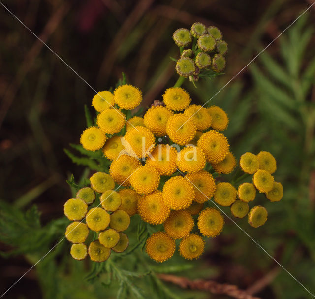 Boerenwormkruid (Tanacetum vulgare)