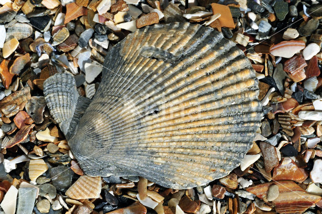 Variegated Scallop (Mimachlamys varia