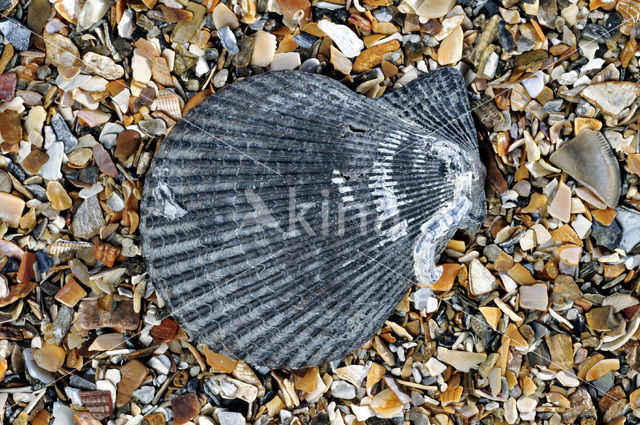 Variegated Scallop (Mimachlamys varia