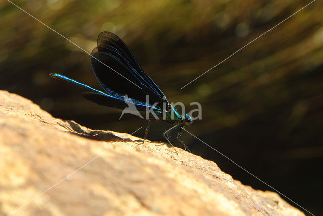 Bosbeekjuffer (Calopteryx virgo)