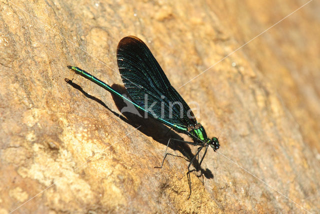 Bosbeekjuffer (Calopteryx virgo)