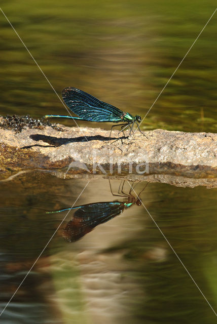 Bosbeekjuffer (Calopteryx virgo)