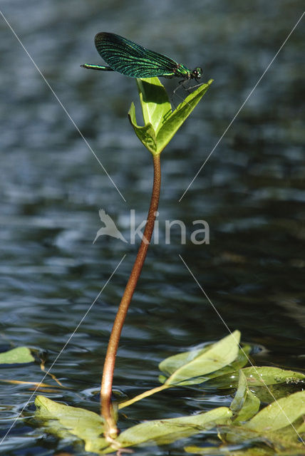Beautiful Demoiselle (Calopteryx virgo)