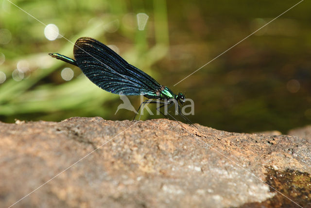 Bosbeekjuffer (Calopteryx virgo)