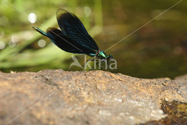 Bosbeekjuffer (Calopteryx virgo)