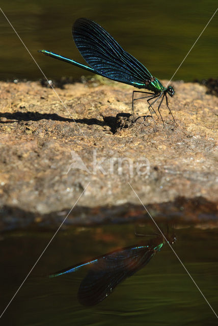 Bosbeekjuffer (Calopteryx virgo)