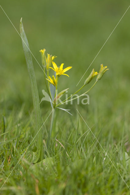 Yellow Star-of-Bethlehem (Gagea lutea)