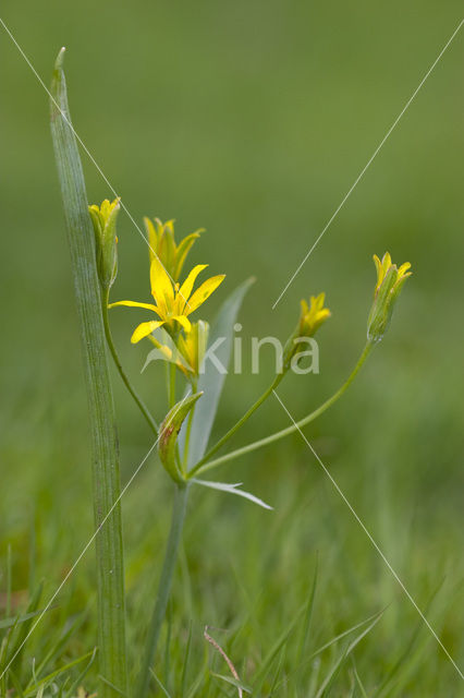 Yellow Star-of-Bethlehem (Gagea lutea)