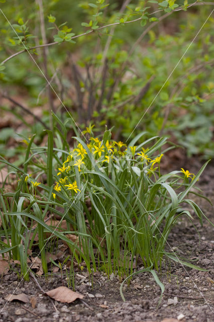 Yellow Star-of-Bethlehem (Gagea lutea)