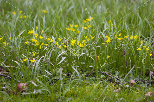 Yellow Star-of-Bethlehem (Gagea lutea)