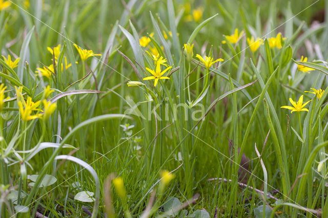 Bosgeelster (Gagea lutea)