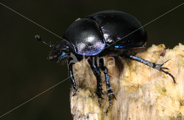 Dung beetle (Geotrupes stercorarius)