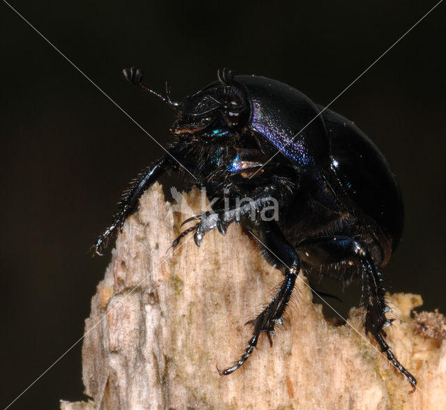 Dung beetle (Geotrupes stercorarius)