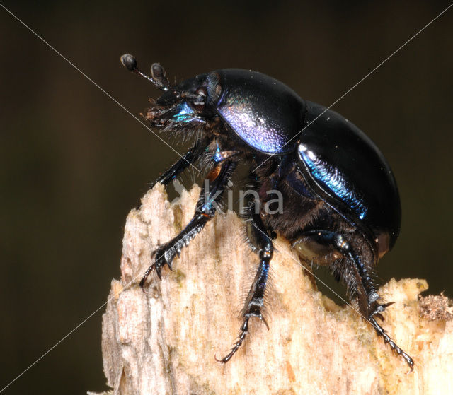 Dung beetle (Geotrupes stercorarius)