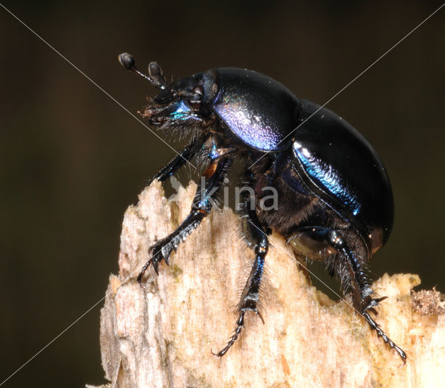 Bosmestkever (Geotrupes stercorarius)