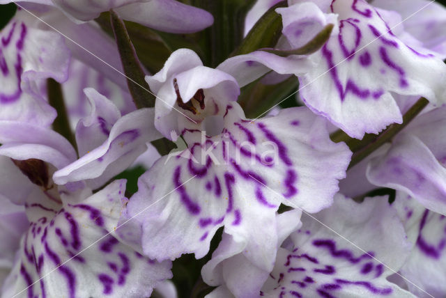 Common Spotted Orchid (Dactylorhiza fuchsii)