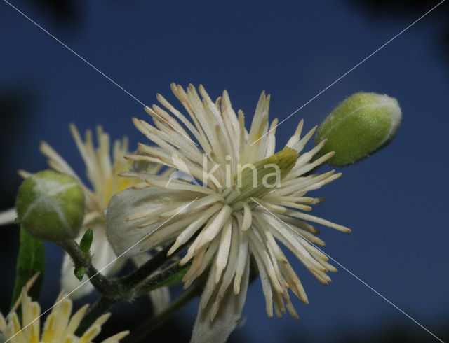 Bosrank (Clematis vitalba)