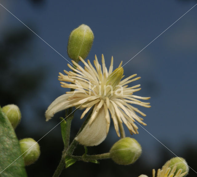 Bosrank (Clematis vitalba)