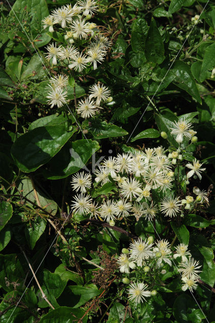 Bosrank (Clematis vitalba)