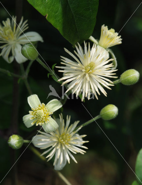 Bosrank (Clematis vitalba)