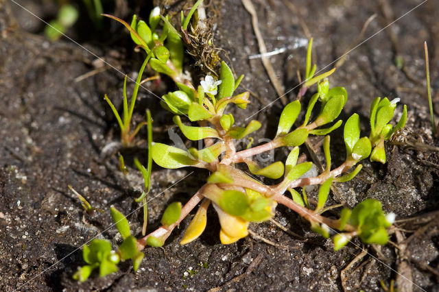 Bronkruid (Montia fontana)