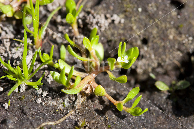 Bronkruid (Montia fontana)