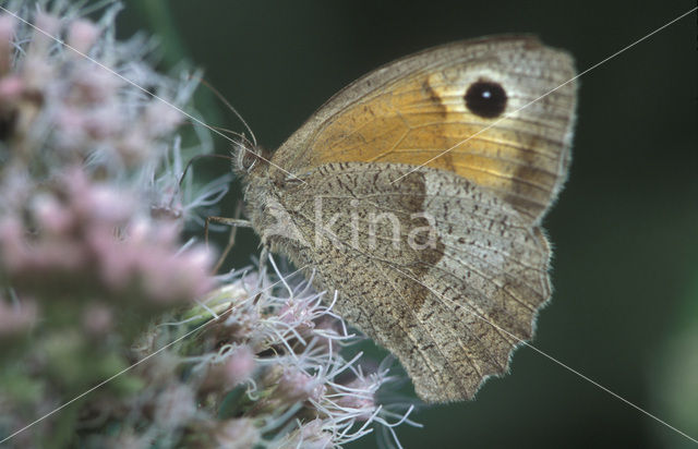 Bruin zandoogje (Maniola jurtina)