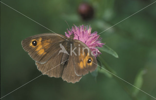 Bruin zandoogje (Maniola jurtina)