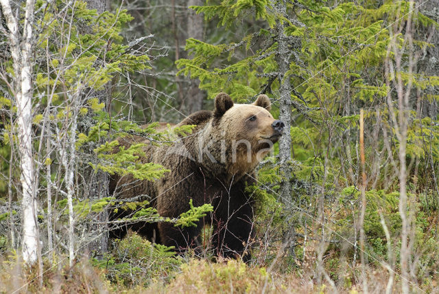 Bruine beer (Ursus arctos)