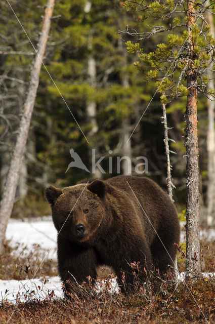 Bruine beer (Ursus arctos)