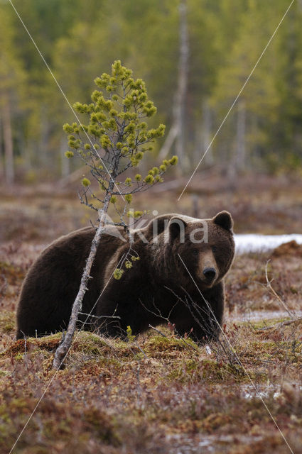 Bruine beer (Ursus arctos)