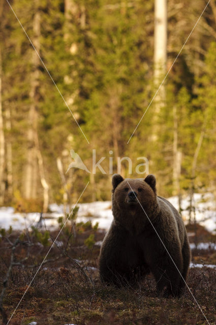 Brown Bear (Ursus arctos)