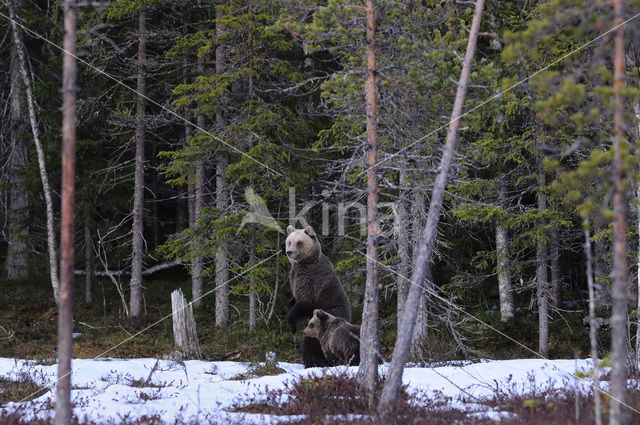 Brown Bear (Ursus arctos)