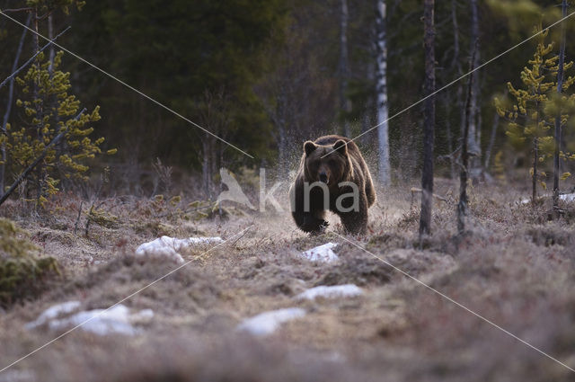 Bruine beer (Ursus arctos)