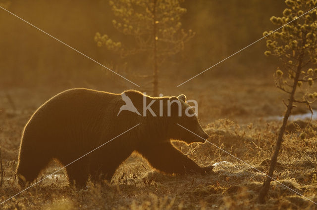 Brown Bear (Ursus arctos)