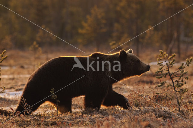 Bruine beer (Ursus arctos)